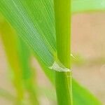 Hordeum marinum Bark