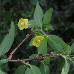 Capsicum rhomboideum Blomst