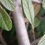 Cotoneaster salicifolius Bark