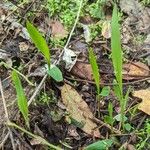 Allium tricoccum Feuille