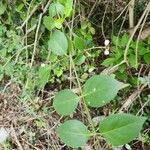 Chiococca alba 叶
