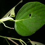 Piper schiedeanum 叶
