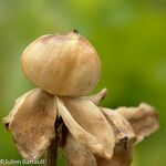 Ipomoea murucoides Fruto
