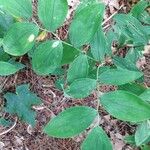 Uvularia sessilifolia Blatt