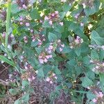 Clinopodium vulgare Blüte