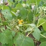 Solanum abutiloides Leaf