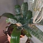 Aechmea fasciata List