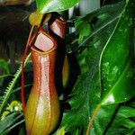 Nepenthes alata Blatt