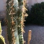 Pilosocereus pachycladus List