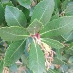 Arbutus unedo 叶