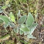 Stachys germanica Blad