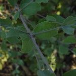 Guiera senegalensis Bark