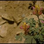 Lupinus stiversii 整株植物