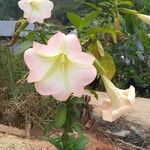Brugmansia suaveolens Квітка