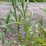 Paspalum fasciculatum Blad