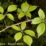 Rubus bracteatus Arall