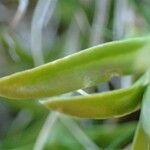 Gentiana pyrenaica Fruit