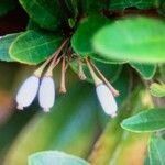 Berberis pruinosa Fruit