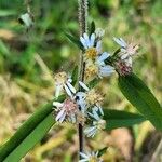 Symphyotrichum lateriflorum Virág