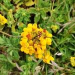 Calceolaria integrifoliaKvet