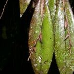 Acianthera verecunda Leaf