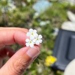 Androsace obtusifolia Flower