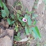 Ipomoea aquatica ഇല