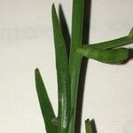 Iberis linifolia Mosusu