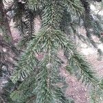 Abies alba Blatt