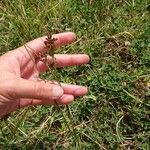 Juncus compressus Owoc