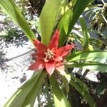 Guzmania lingulata 花