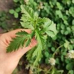 Verbena officinalisLeaf