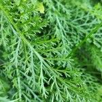 Achillea nobilisFeuille