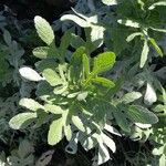 Volutaria tubuliflora Hoja