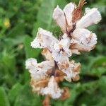 Orobanche crenata Flower