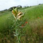 Genista hispanica Rusca