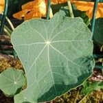 Tropaeolum minus Leaf