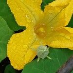 Cucurbita ficifolia Flower