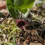 Asarum caudatum Blomma