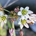 Nothoscordum gracile പുഷ്പം