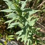 Solidago nemoralis Leaf