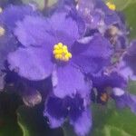 Streptocarpus ionanthus Flower