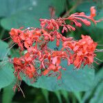 Clerodendrum buchananii Flower