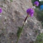 Polygala longicaulis फूल