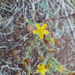 Hypericum triquetrifolium Flower