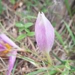 Colchicum lusitanum 花