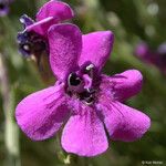 Penstemon thurberi