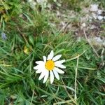 Leucanthemopsis alpinaBlüte