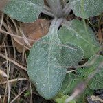 Senecio provincialis Leaf