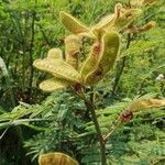 Mimosa pigra Fruit